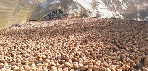 Drying Fig in Soil Causes Aflatoxin