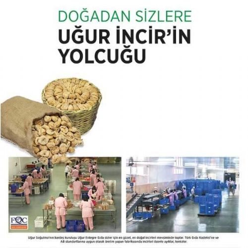 Rooted Establishment of Dried Fig Sector Uğur Integrated Decided to Increase Investment for 2015