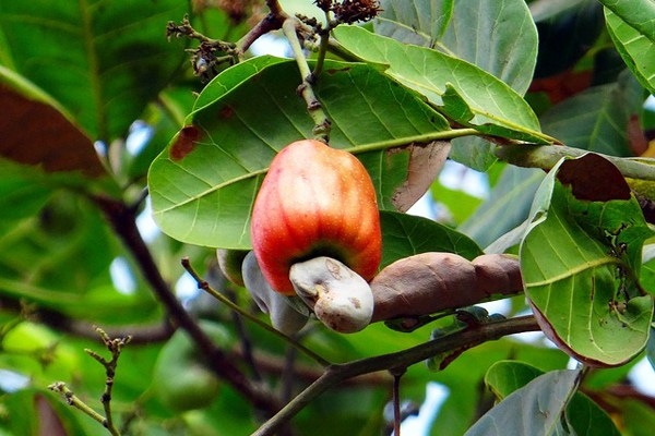 Taste from India; Cashew is one of the Most Popular Nuts in Turkey