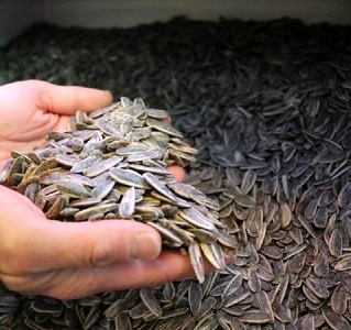 After the Chinese, the Turks consume sunflower seeds the most.